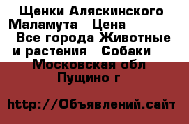 Щенки Аляскинского Маламута › Цена ­ 10 000 - Все города Животные и растения » Собаки   . Московская обл.,Пущино г.